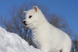 SIBERIAN HUSKY 745